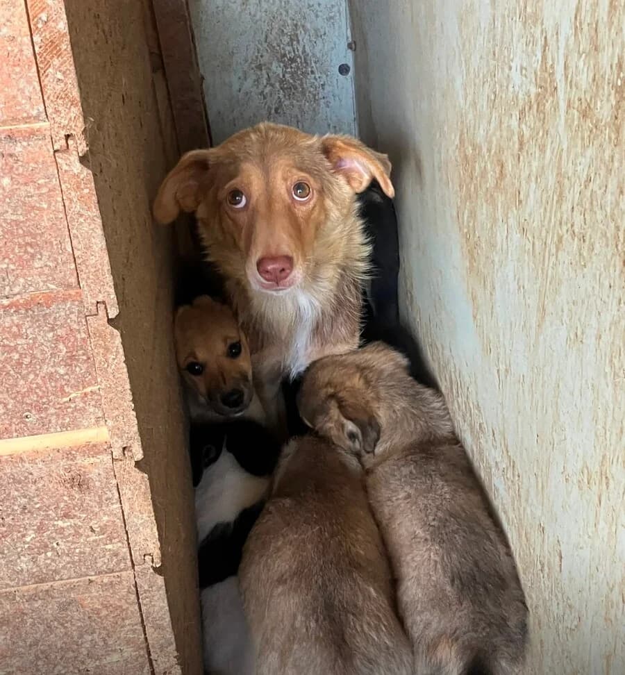 Lisa, female 3yo Mixed Breed for adoption at Vierbeiner in Not e.V.