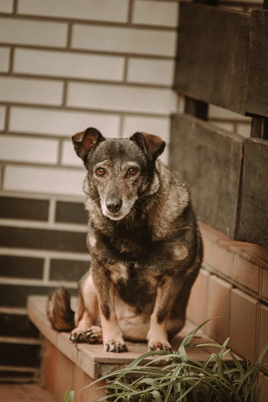 Livia, female 5yo Mixed Breed for adoption at Vierbeiner in Not e.V.