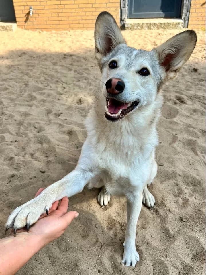 Yuki, female 4yo Mixed Breed for adoption at Vierbeiner in Not e.V.