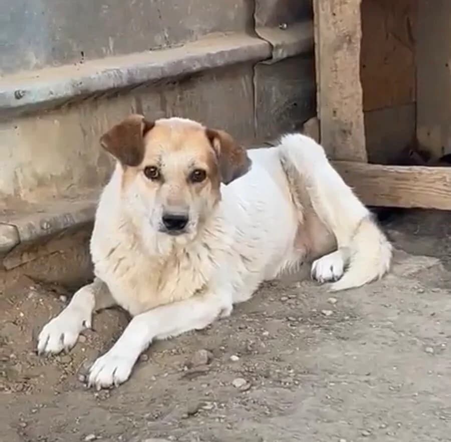 Aelia, female senior Mixed Breed for adoption at Vierbeiner in Not e.V.
