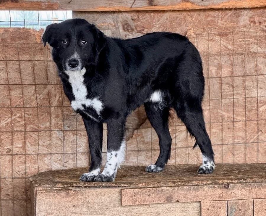 Happy, male senior Mixed Breed for adoption at Vierbeiner in Not e.V.