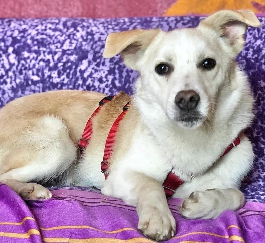 Freddy, male young Mixed Breed for adoption at Vierbeiner in Not e.V.
