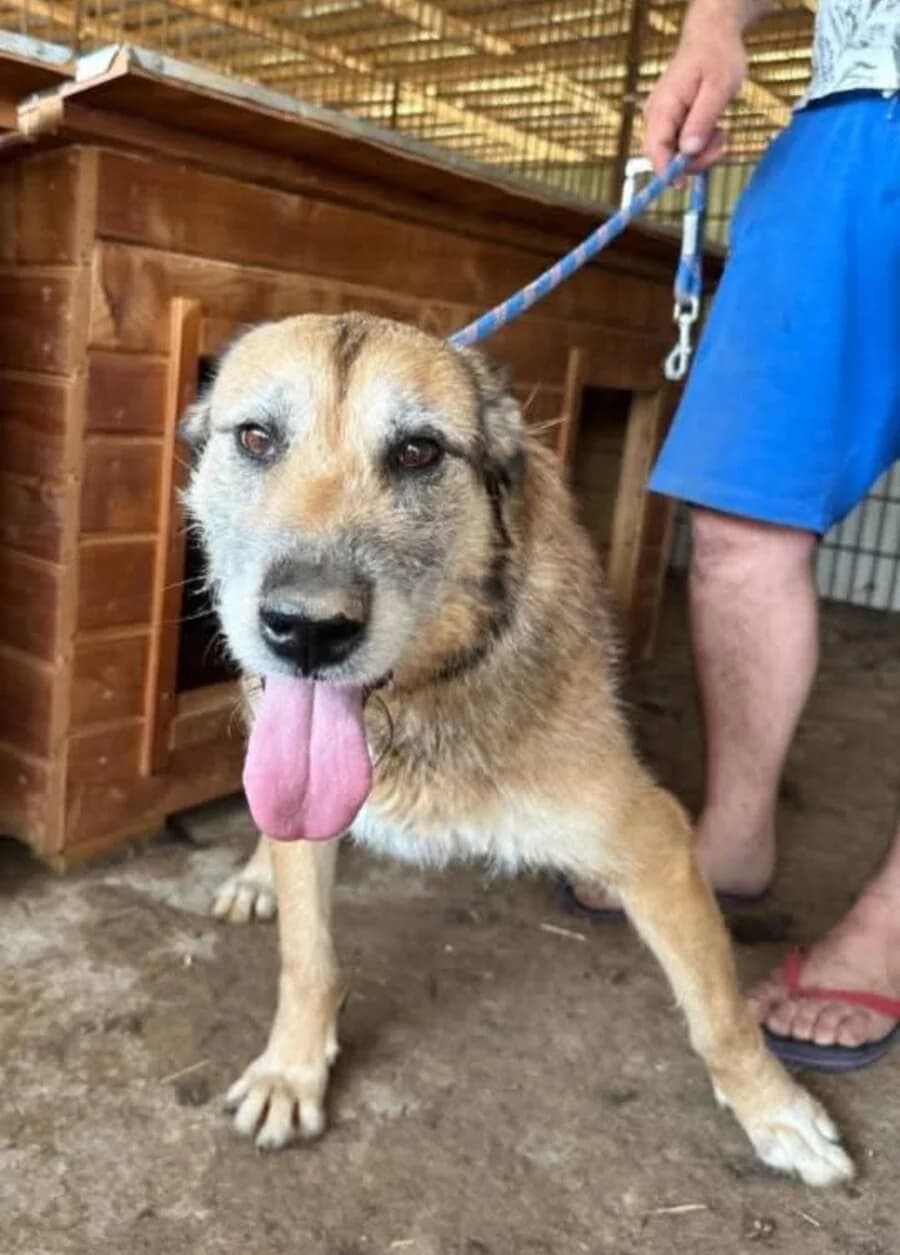 Hope, male senior Mixed Breed for adoption at Vierbeiner in Not e.V.