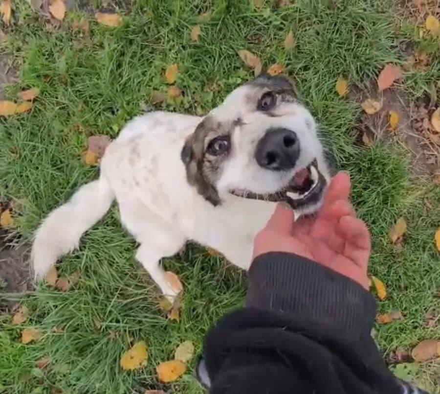 Hiwa, female 5yo Mixed Breed for adoption at Vierbeiner in Not e.V.