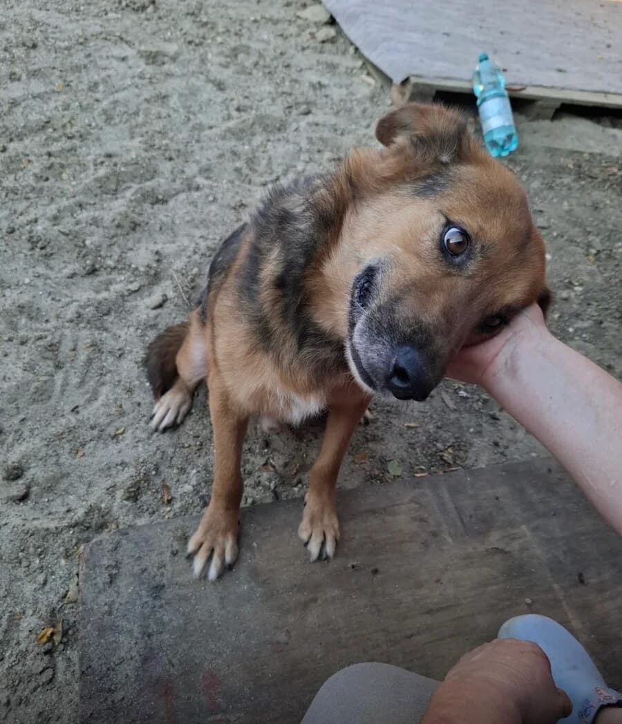 Fjell, male senior Mixed Breed for adoption at Vierbeiner in Not e.V.