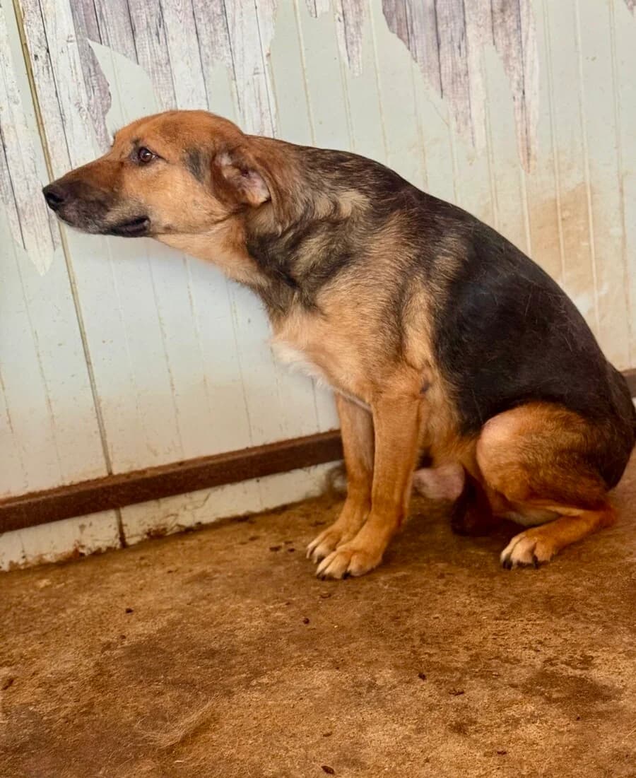 Fjell, male senior Mixed Breed for adoption at Vierbeiner in Not e.V.