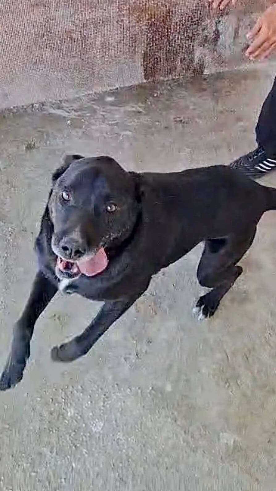 Espero, male Mixed Breed for adoption at Vierbeiner in Not e.V.