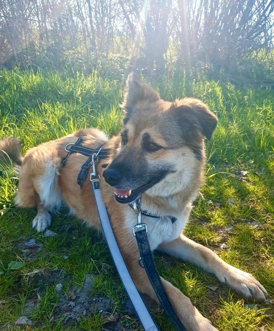 Maila, female senior Mixed Breed for adoption at Vierbeiner in Not e.V.