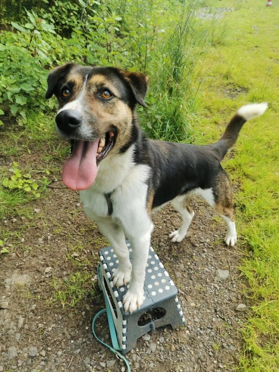 Berry, male senior Mixed Breed for adoption at Vierbeiner in Not e.V.