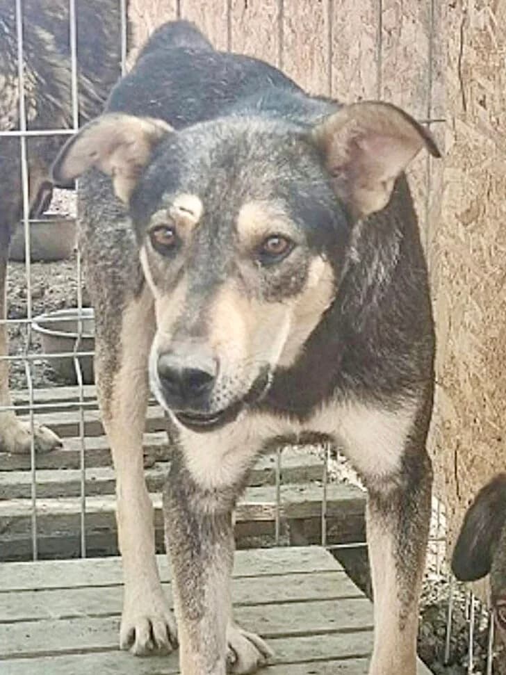 Kai, male 7yo Mixed Breed for adoption at Vierbeiner in Not e.V.
