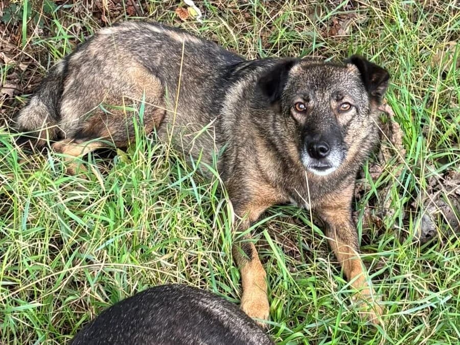 Leni, female 4yo Mixed Breed for adoption at Vierbeiner in Not e.V.
