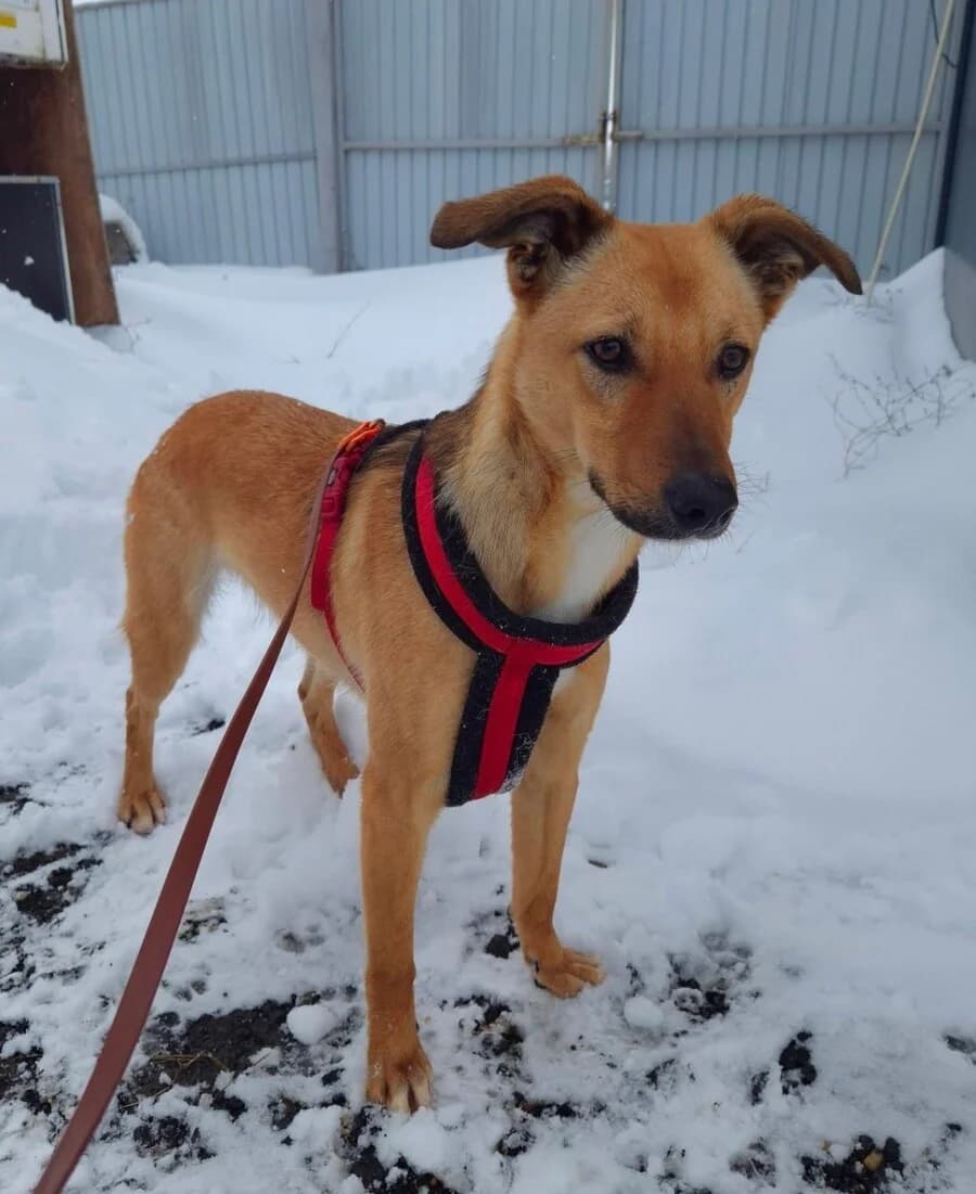Lenny, male 3yo Mixed Breed for adoption at Vierbeiner in Not e.V.