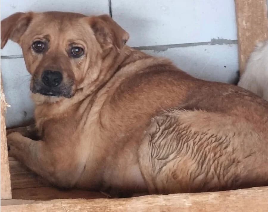 Benno, male 6yo Mixed Breed for adoption at Vierbeiner in Not e.V.