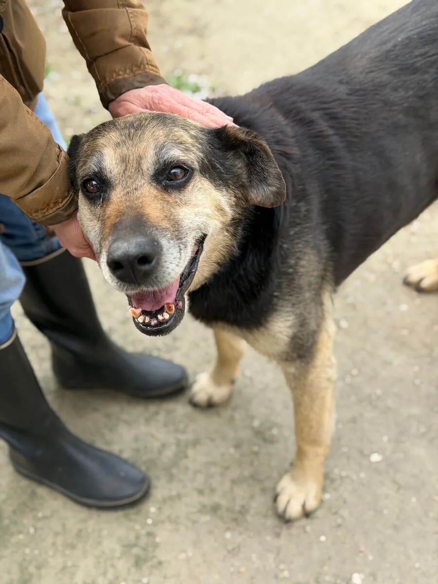 Simba, male senior Mixed Breed for adoption at Vierbeiner in Not e.V.