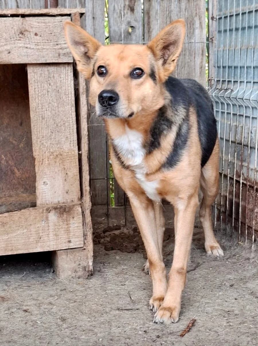 Monty, male 7yo Mixed Breed for adoption at Vierbeiner in Not e.V.