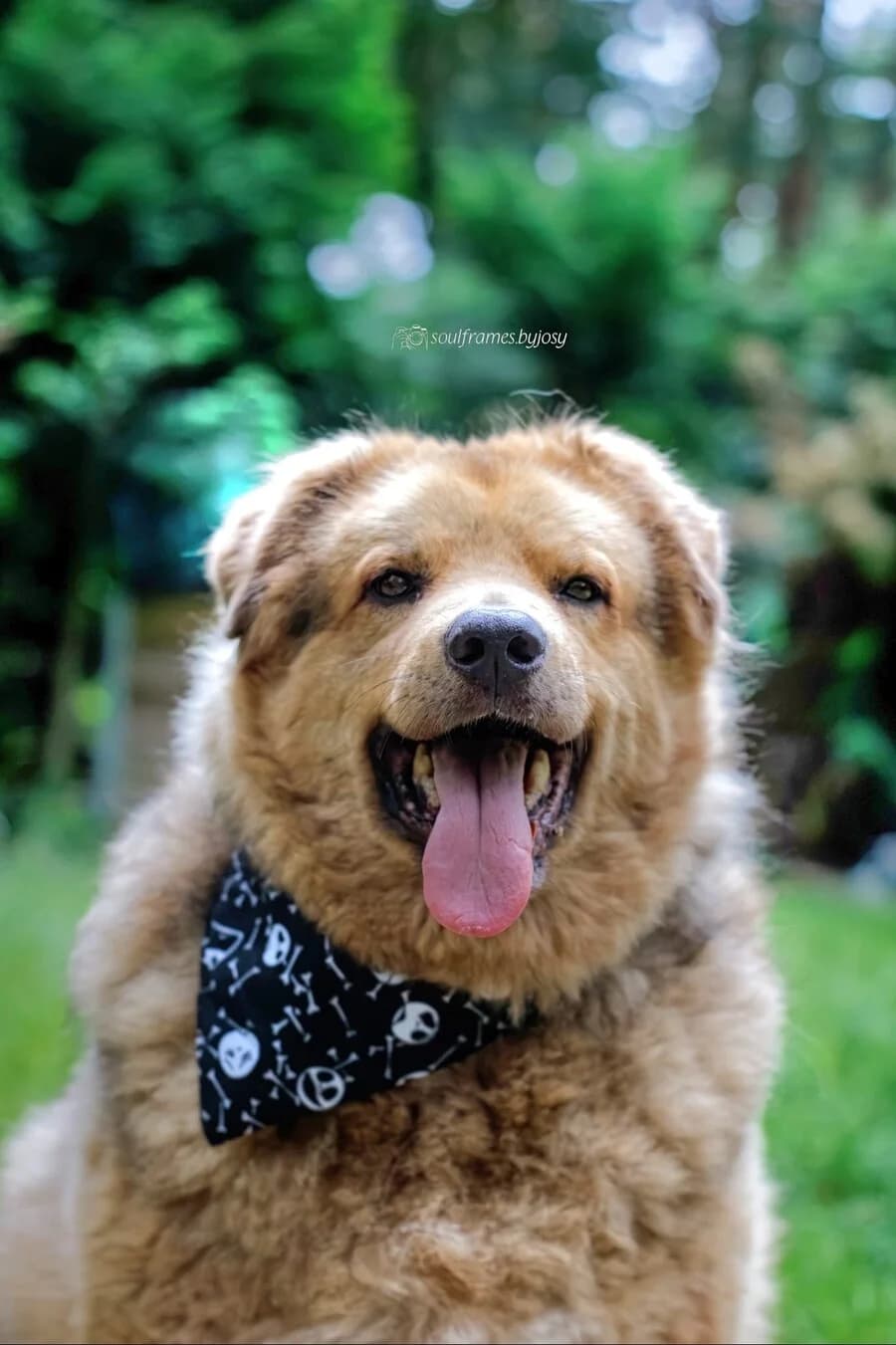 Sam, male senior Mixed Breed for adoption at Vierbeiner in Not e.V.