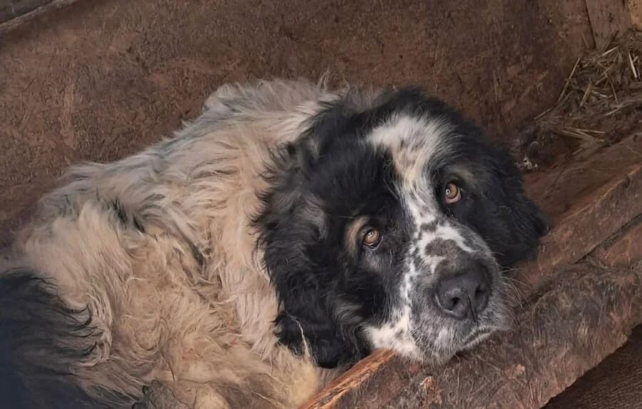 Cliff, male 5yo Mixed Breed for adoption at Vierbeiner in Not e.V.