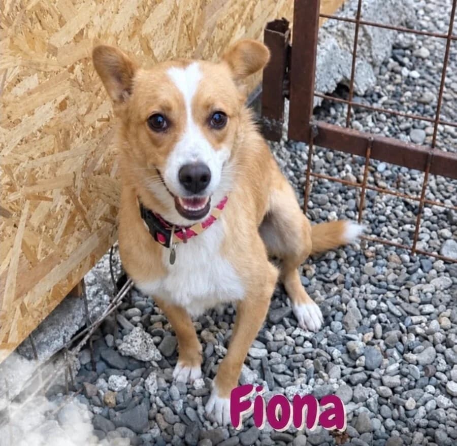 Fiona, female young Mixed Breed for adoption at Vierbeiner in Not e.V.