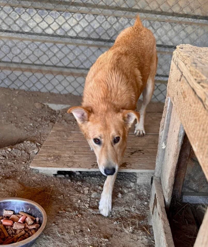 Skye, male senior Mixed Breed for adoption at Vierbeiner in Not e.V.