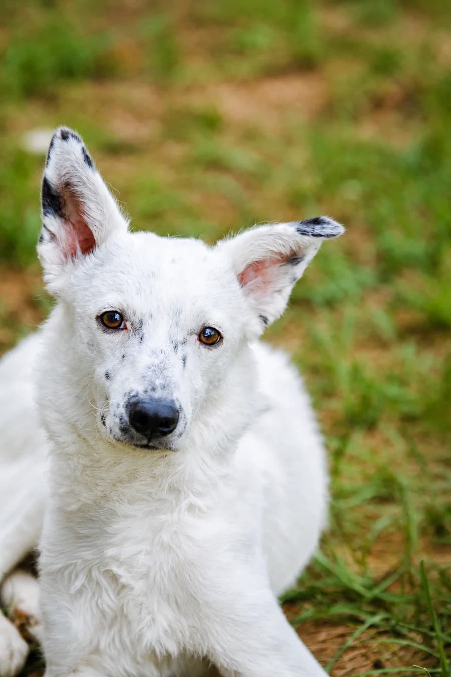 Miley, female puppy Mixed Breed for adoption at Vierbeiner in Not e.V.