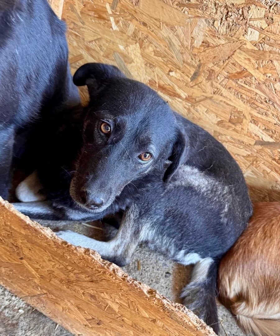 Heydi, female 6yo Mixed Breed for adoption at Vierbeiner in Not e.V.
