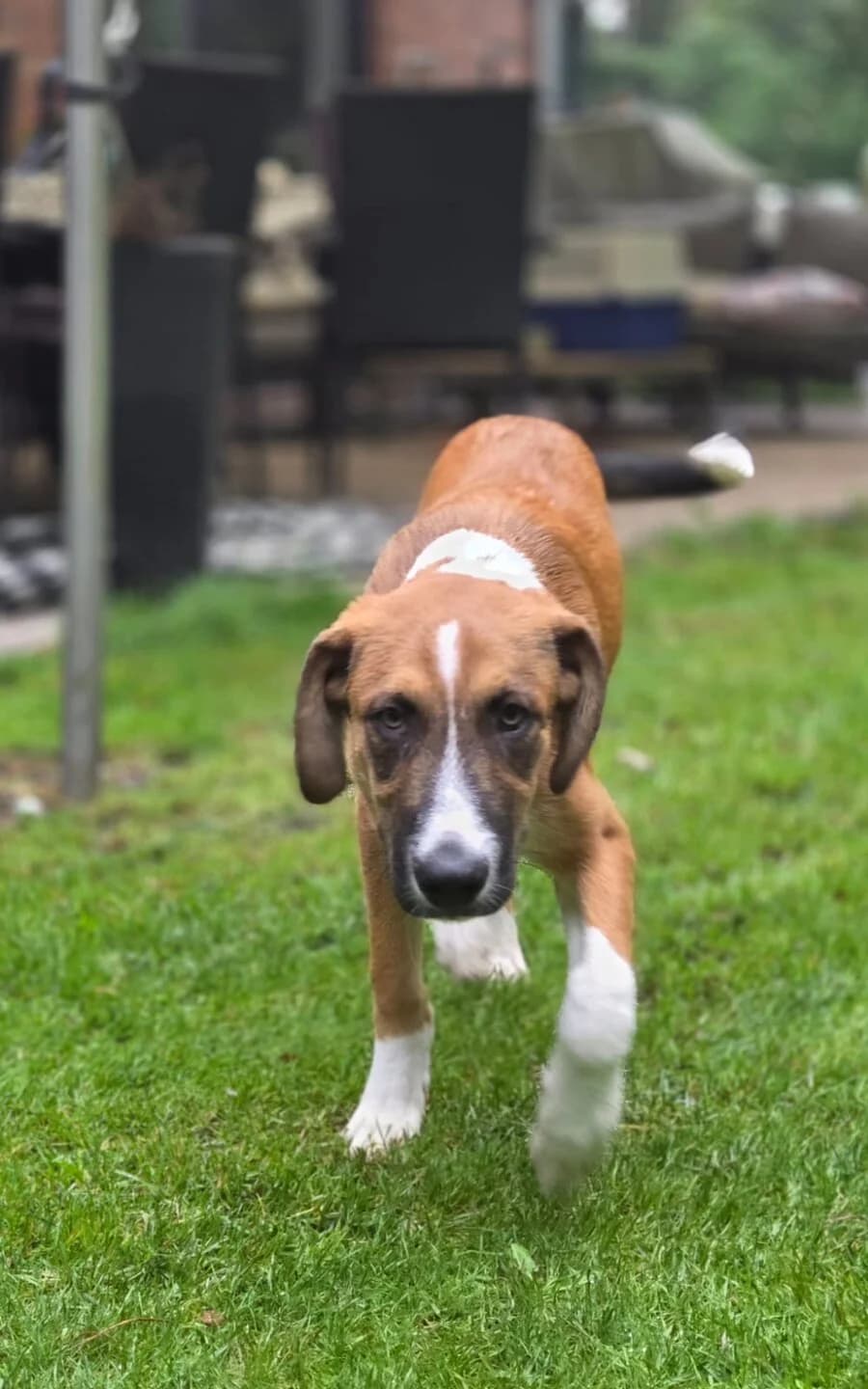 Pino, weiß male puppy Mixed Breed for adoption at Vierbeiner in Not e.V.