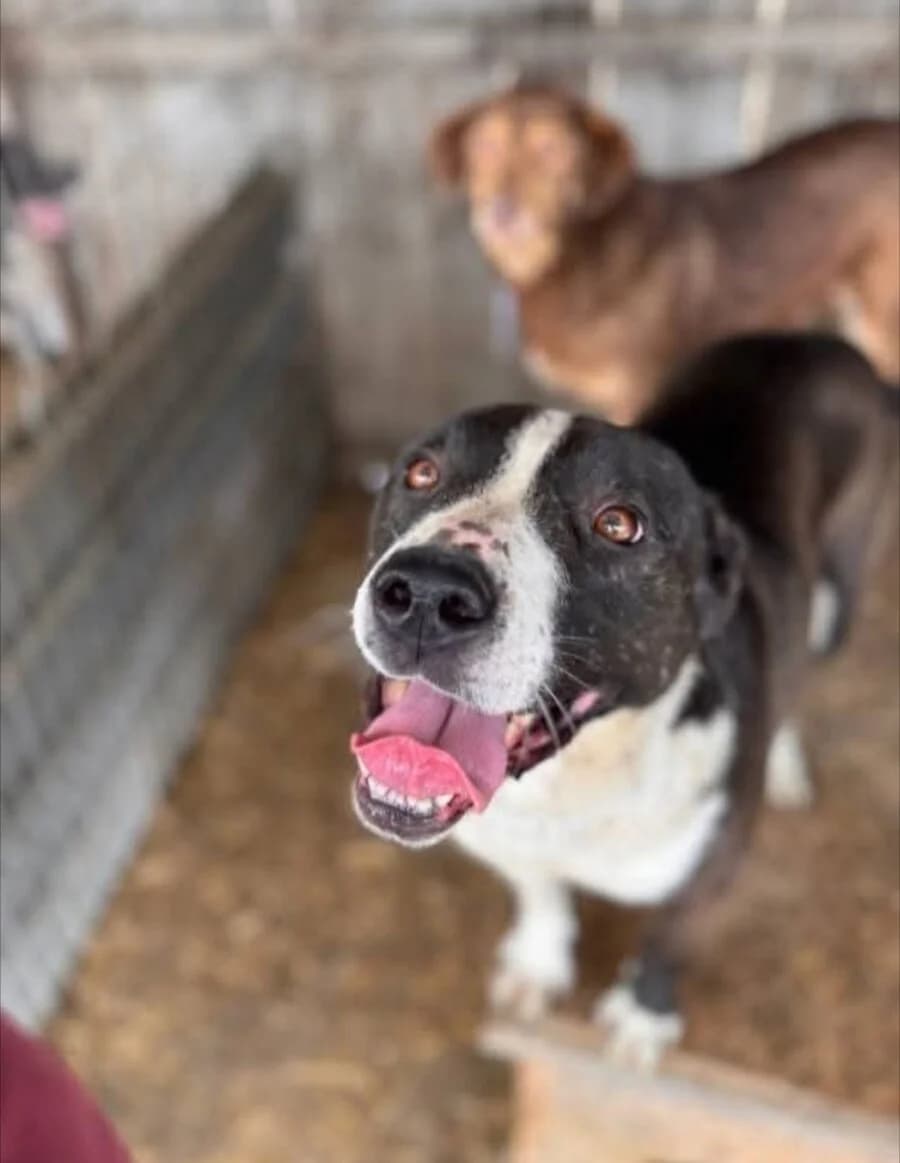 Ava, female 7yo Mixed Breed for adoption at Vierbeiner in Not e.V.