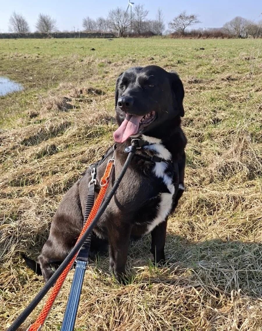 Freya, female 5yo Mixed Breed for adoption at Vierbeiner in Not e.V.