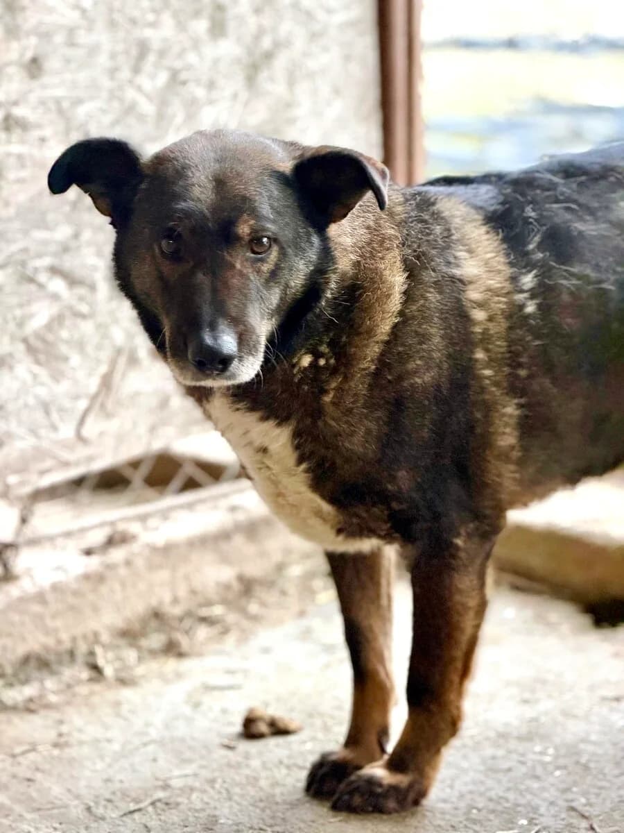 James, male senior Mixed Breed for adoption at Vierbeiner in Not e.V.
