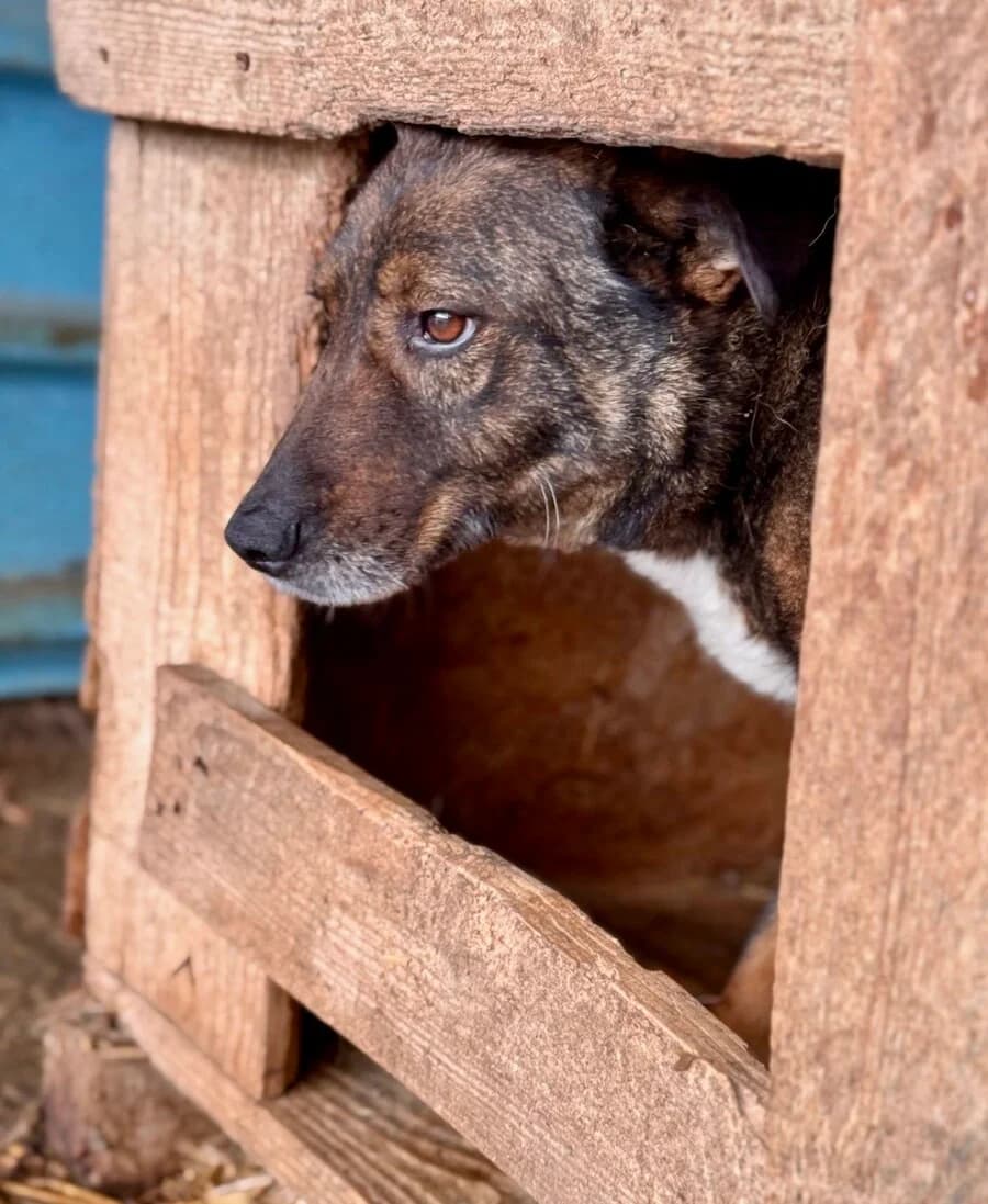 James, male senior Mixed Breed for adoption at Vierbeiner in Not e.V.