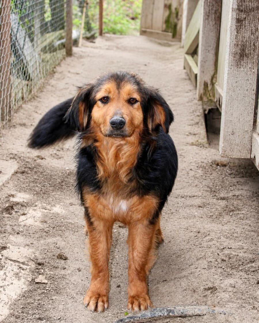 Lina, female young Mixed Breed for adoption at Vierbeiner in Not e.V.