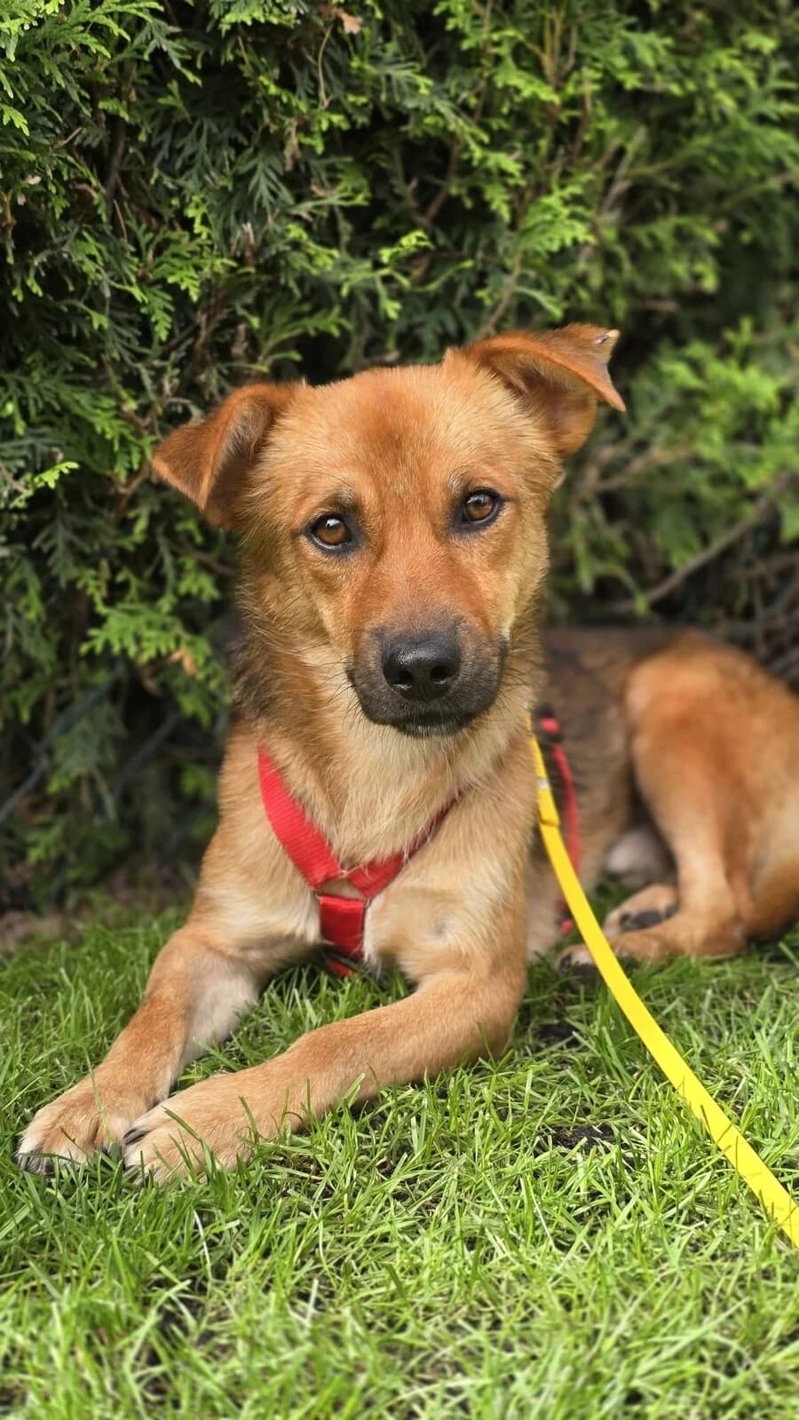 Lenny, male young Mixed Breed for adoption at Vierbeiner in Not e.V.