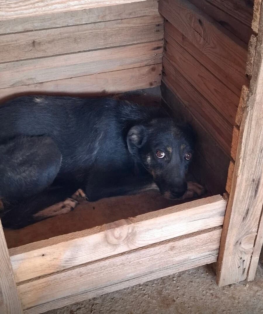 Peachy, female 5yo Mixed Breed for adoption at Vierbeiner in Not e.V.