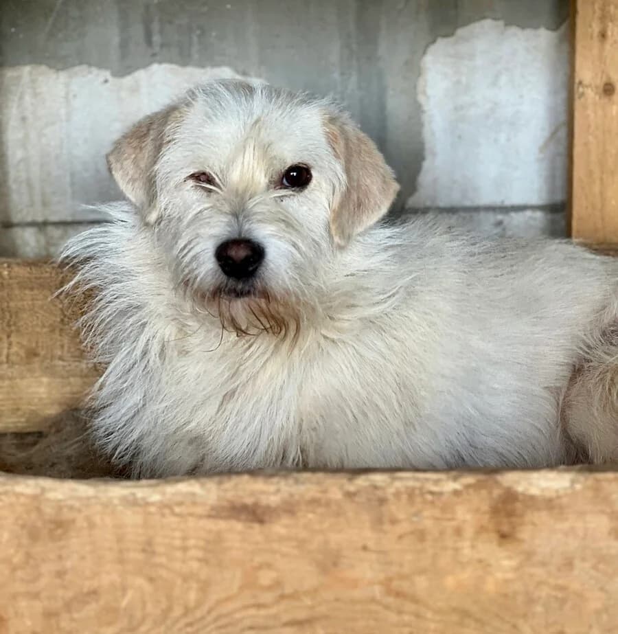 David, male 4yo Mixed Breed for adoption at Vierbeiner in Not e.V.