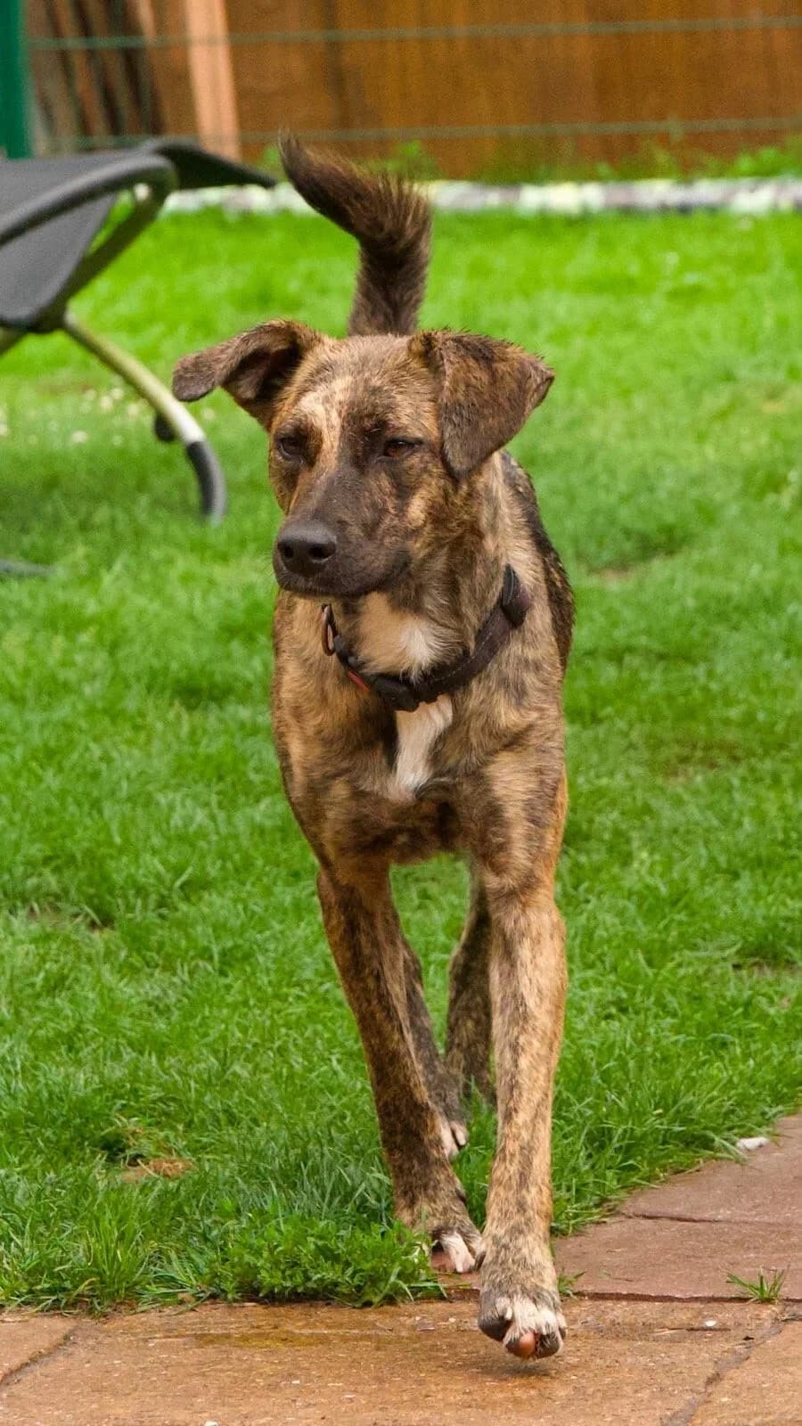 Bambi, female young Mixed Breed for adoption at Vierbeiner in Not e.V.
