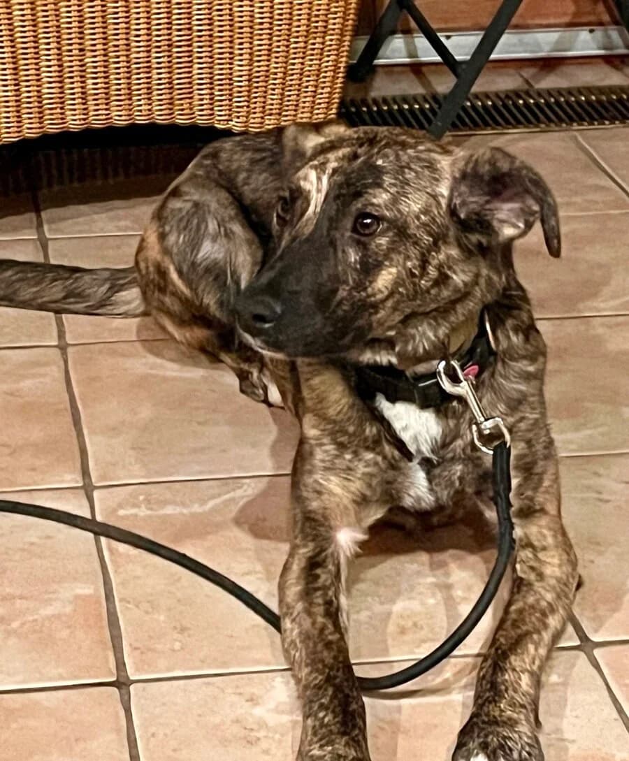 Bambi, female young Mixed Breed for adoption at Vierbeiner in Not e.V.