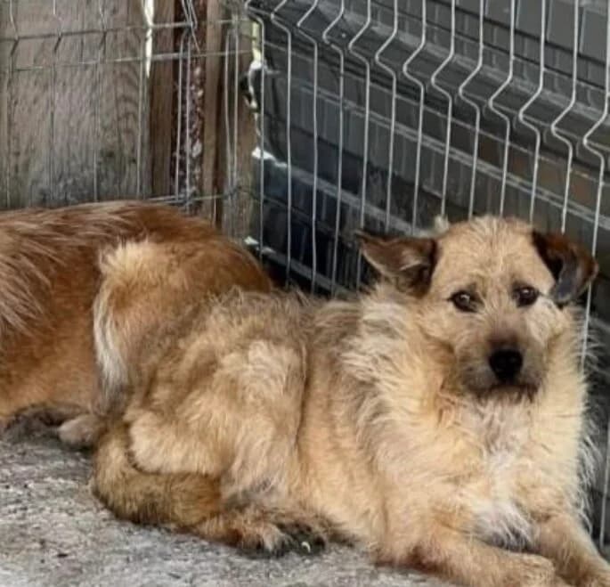 Pablo, male senior Mixed Breed for adoption at Vierbeiner in Not e.V.