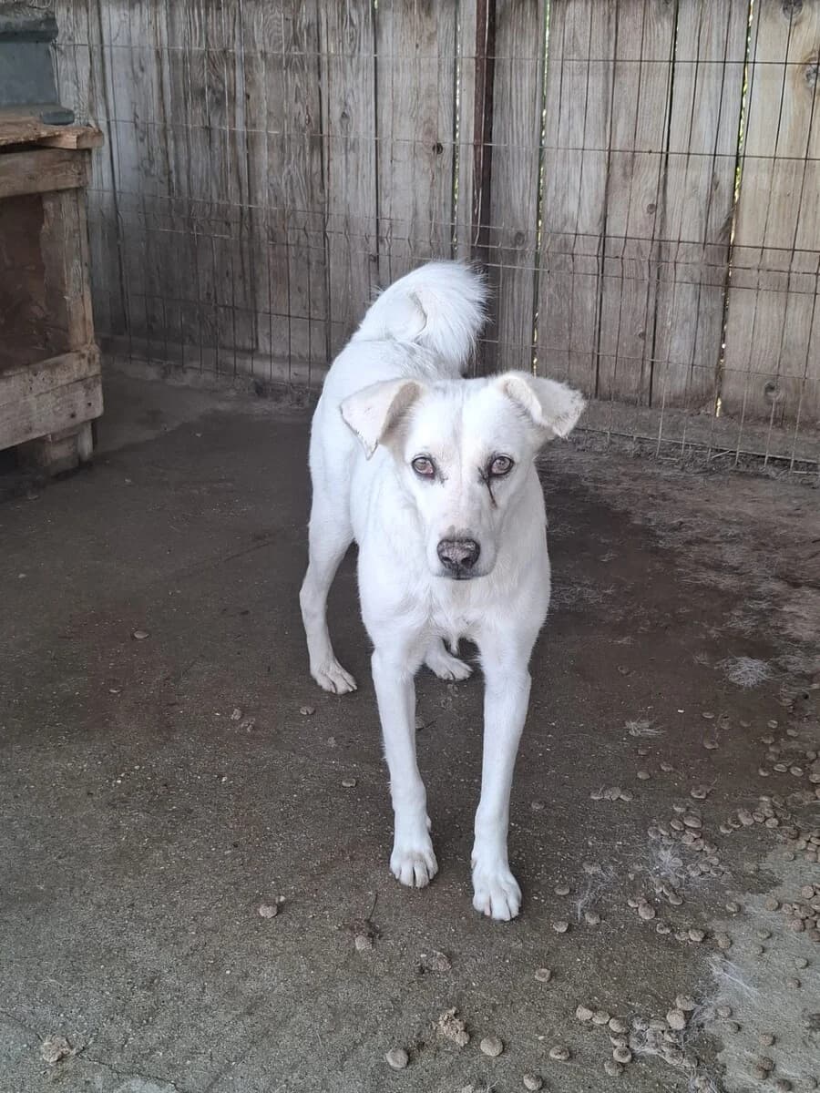 Snow, male senior Mixed Breed for adoption at Vierbeiner in Not e.V.