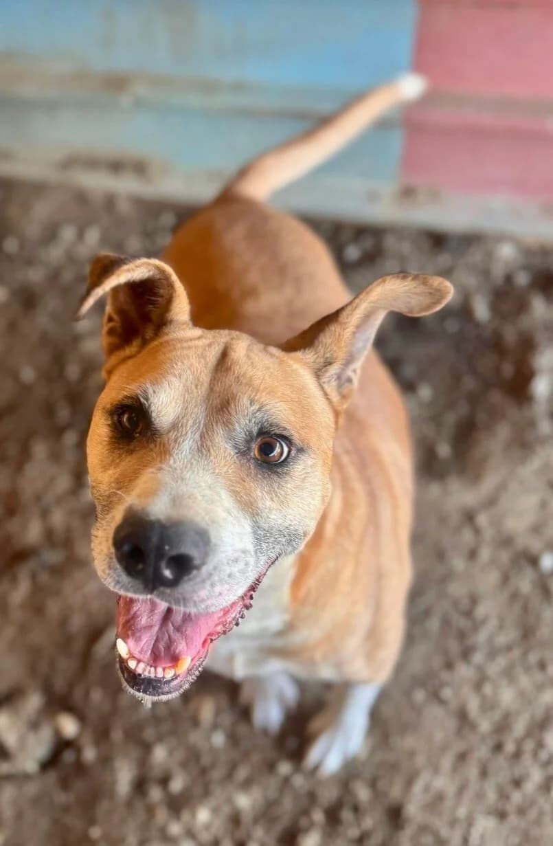 Hoshi, male senior Mixed Breed for adoption at Vierbeiner in Not e.V.