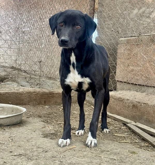 Bari, male 6yo Mixed Breed for adoption at Vierbeiner in Not e.V.