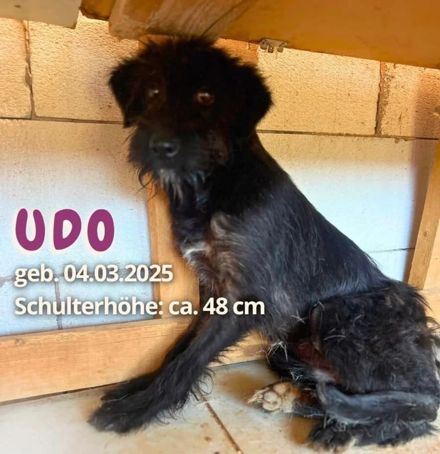 Udo, male young Mixed Breed for adoption at Vierbeiner in Not e.V.