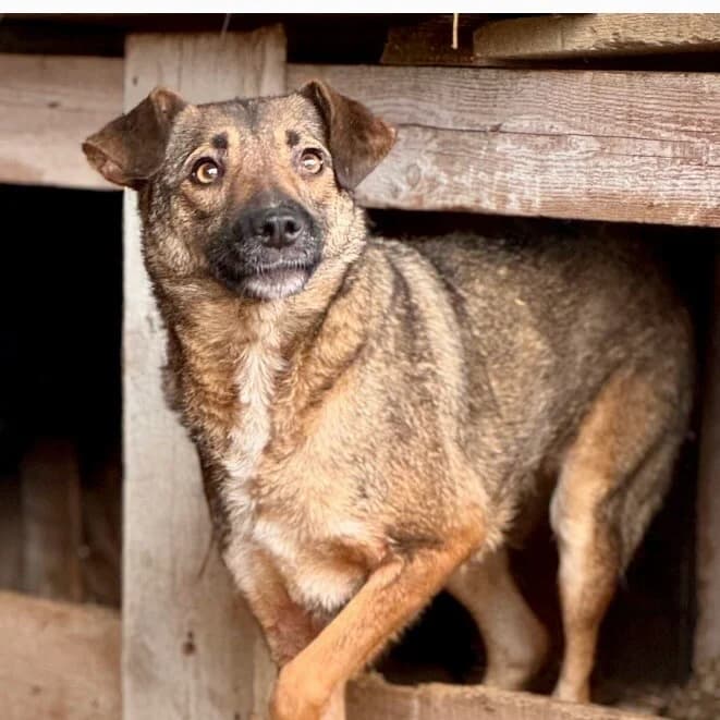 Julchen, female 6yo Mixed Breed for adoption at Vierbeiner in Not e.V.