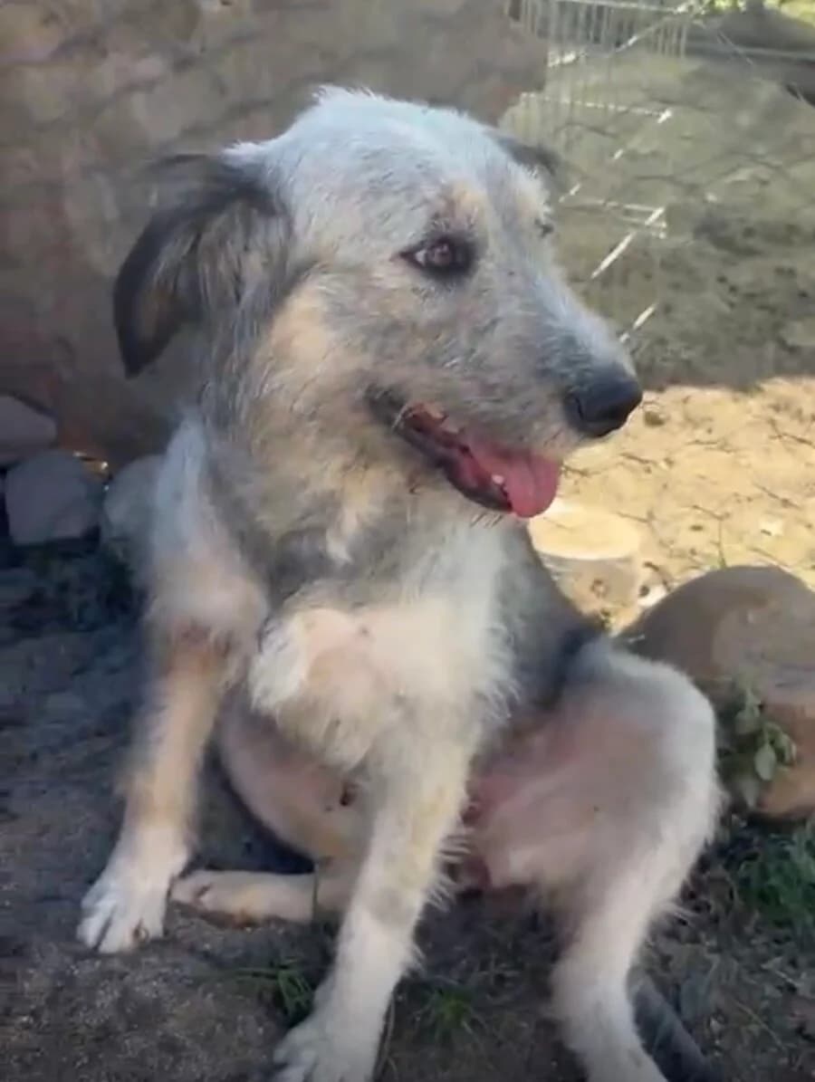 Ava, female 4yo Mixed Breed for adoption at Vierbeiner in Not e.V.