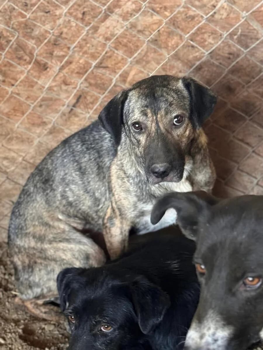 Leonie, braun female 5yo Mixed Breed for adoption at Vierbeiner in Not e.V.