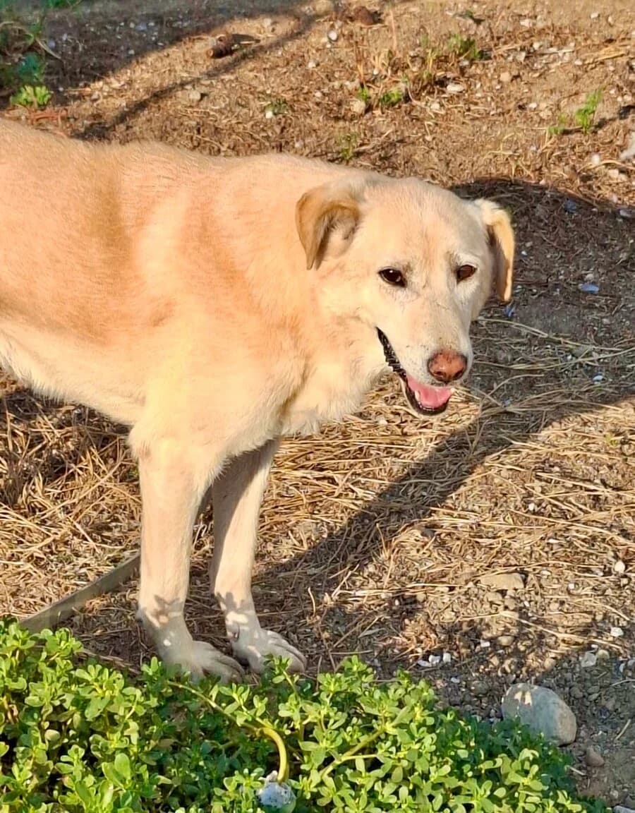 Olivia, female senior Mixed Breed for adoption at Vierbeiner in Not e.V.