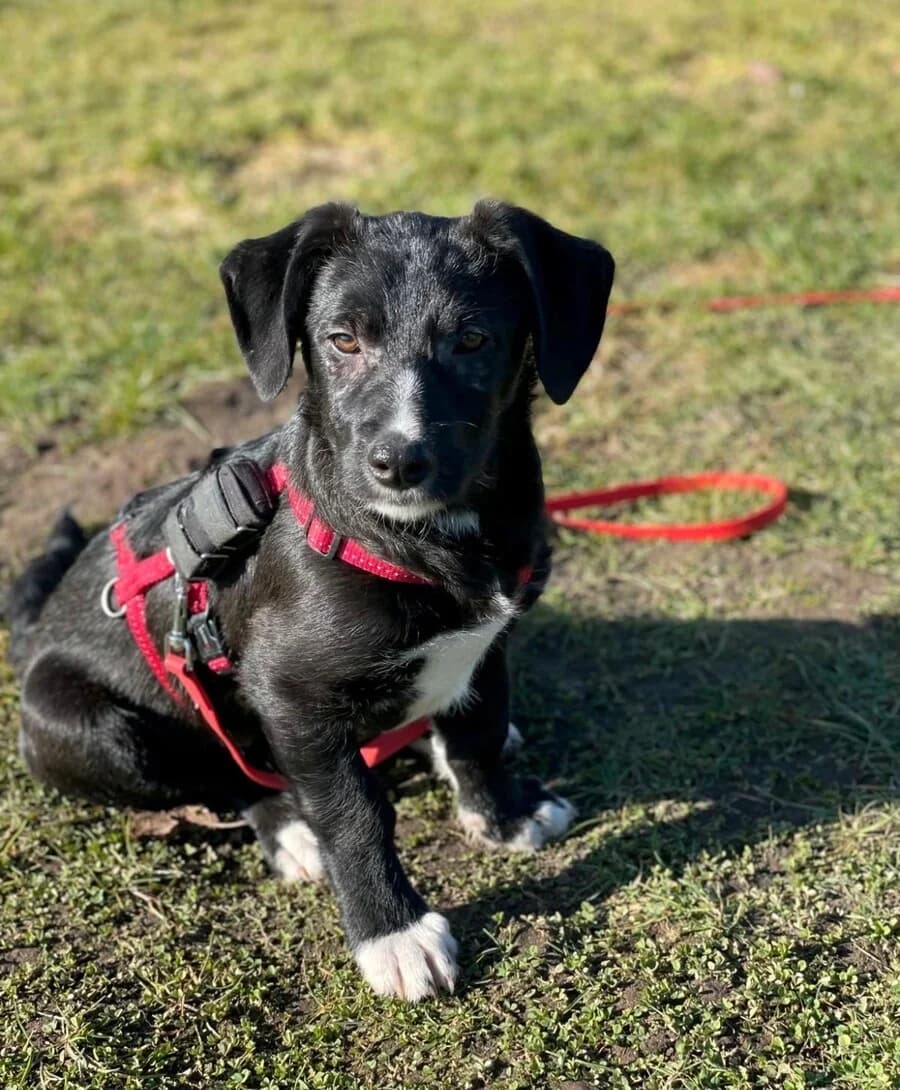 Jona, female puppy Mixed Breed for adoption at Vierbeiner in Not e.V.