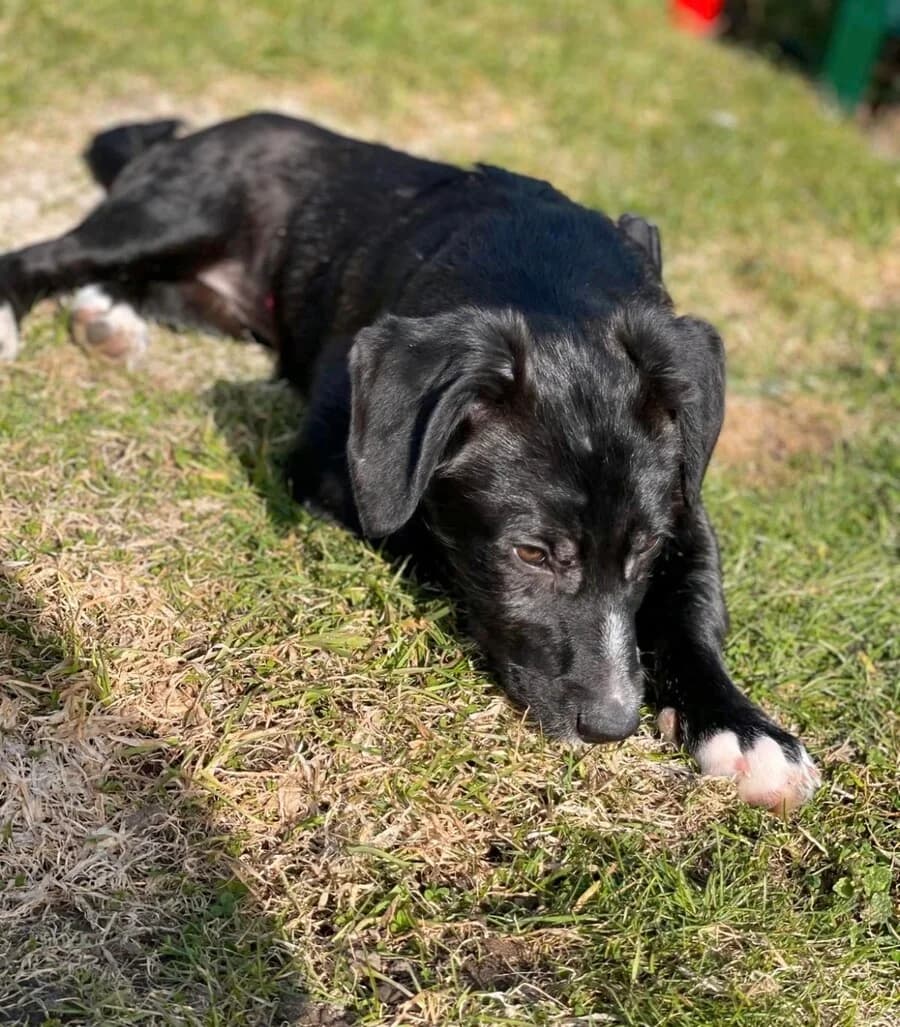 Jona, female puppy Mixed Breed for adoption at Vierbeiner in Not e.V.