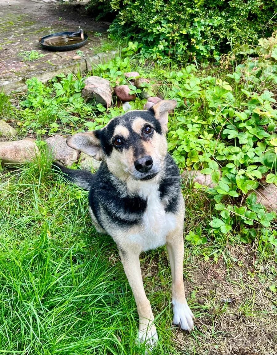 Tita, female senior Mixed Breed for adoption at Vierbeiner in Not e.V.