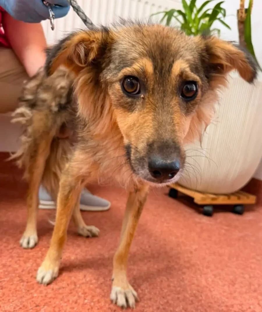 Ruby, female young Mixed Breed for adoption at Vierbeiner in Not e.V.