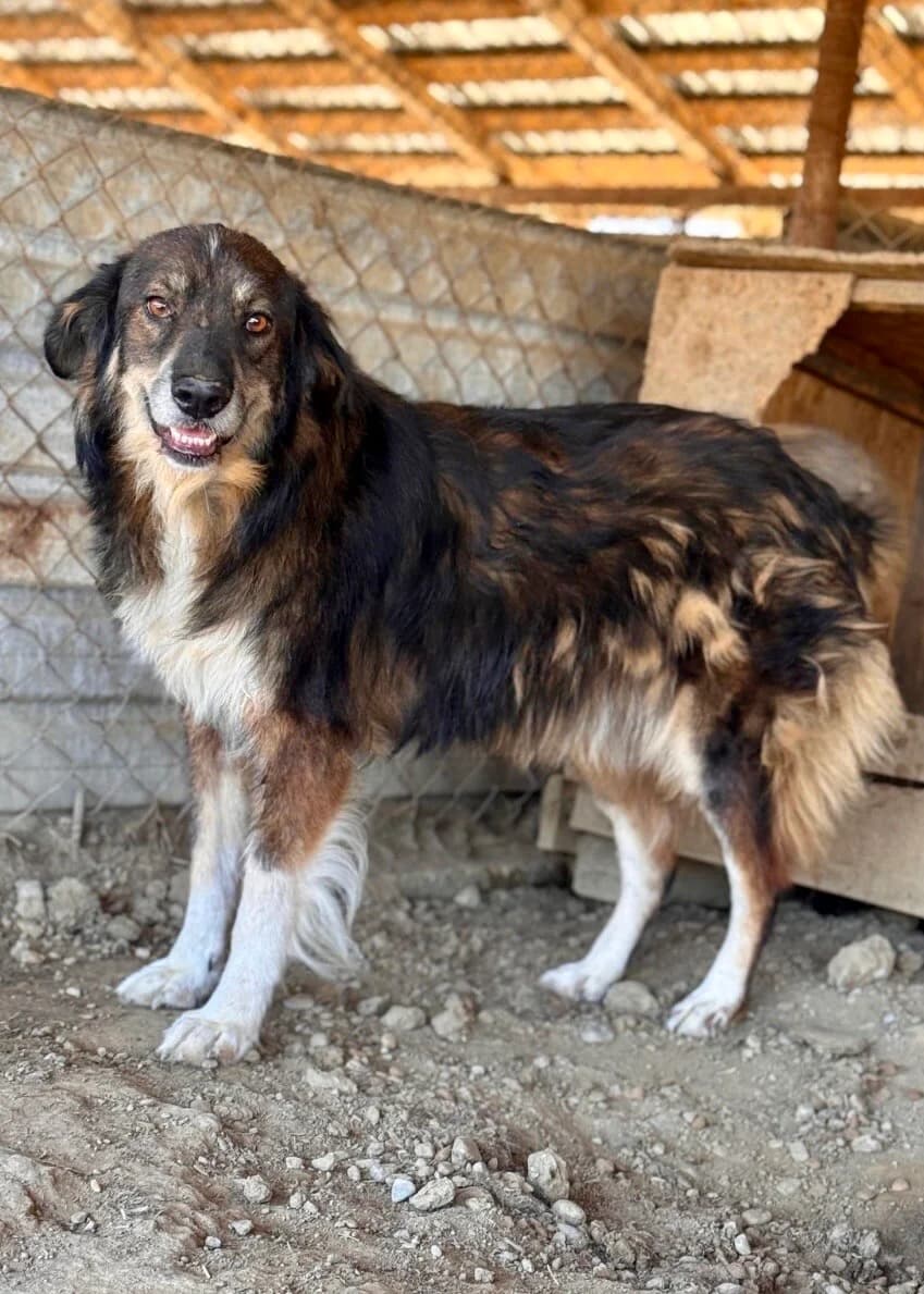 Milo, male 6yo Mixed Breed for adoption at Vierbeiner in Not e.V.